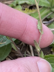 Paysonia lescurii