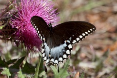 Papilio troilus image