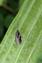 Deraeocoris maoricus