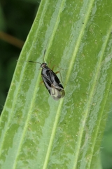 Deraeocoris maoricus