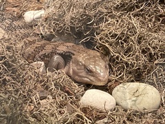 Tiliqua