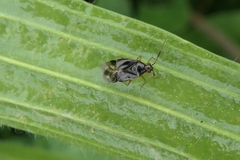 Deraeocoris maoricus