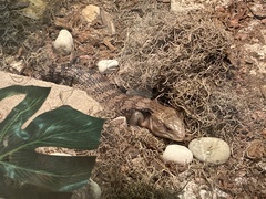 Tiliqua