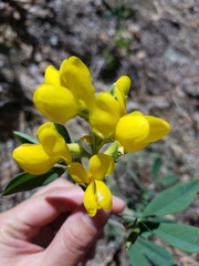 Thermopsis