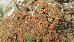 Protopannaria pezizoides