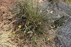 Goodenia caroliniana