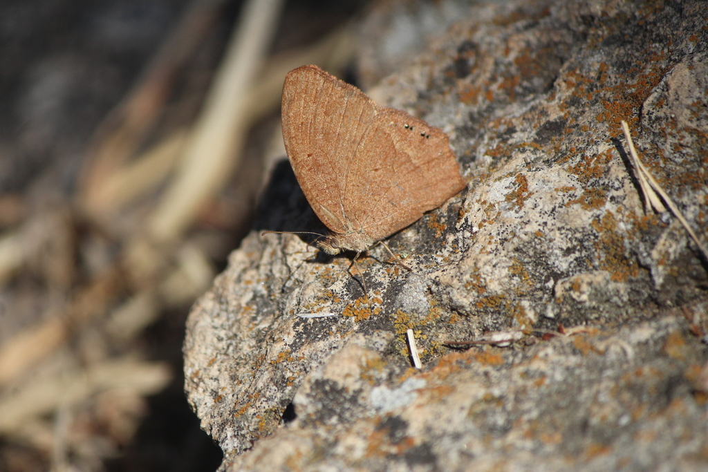 Cyllopsis perplexa