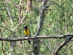 Icterus graduacauda
