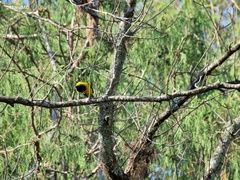 Icterus graduacauda
