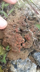 Protopannaria pezizoides