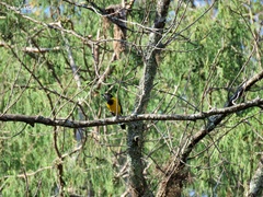 Icterus graduacauda