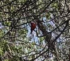 Pyrocephalus rubinus