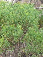 Veronica cupressoides