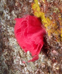 Hexabranchus