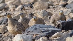 Pterocles coronatus
