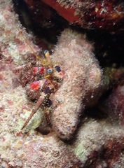 Dardanus sanguinocarpus