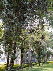 Struthanthus interruptus