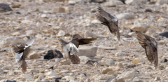 Pterocles coronatus