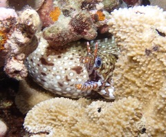 Enchelycore pardalis