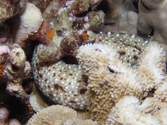 Enchelycore pardalis