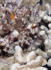 Enchelycore pardalis
