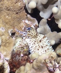 Enchelycore pardalis