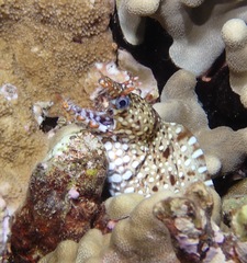 Enchelycore pardalis