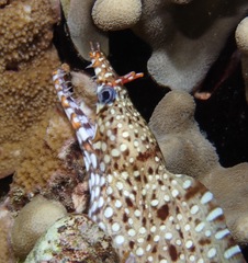 Enchelycore pardalis