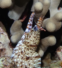 Enchelycore pardalis