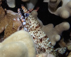 Enchelycore pardalis
