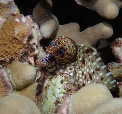 Enchelycore pardalis