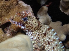 Enchelycore pardalis