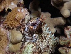 Enchelycore pardalis