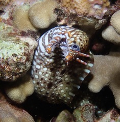 Enchelycore pardalis