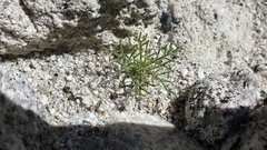 Chaenactis carphoclinia