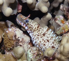 Enchelycore pardalis