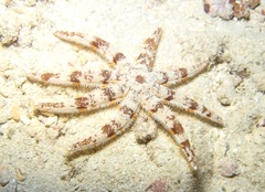 Luidia magnifica