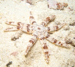 Luidia magnifica