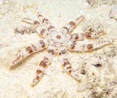 Luidia magnifica