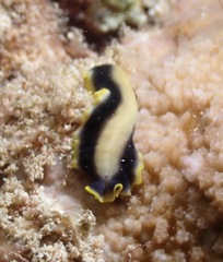 Pseudoceros paralaticlavus