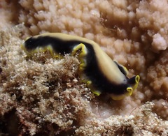 Pseudoceros paralaticlavus