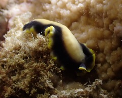 Pseudoceros paralaticlavus