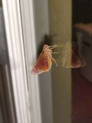 Justinia justinianus