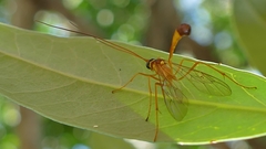 Enicospilus cubensis