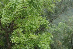 Dalbergia obovata