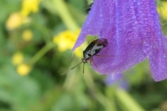 Deraeocoris maoricus