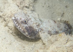 Saurida gracilis