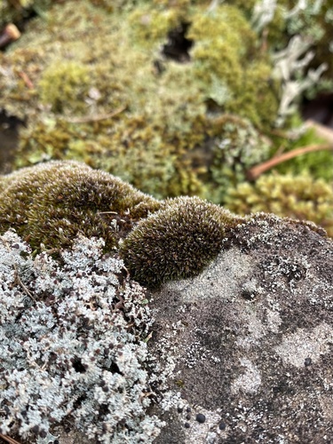 Schistidium liliputanum