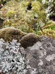 Schistidium liliputanum