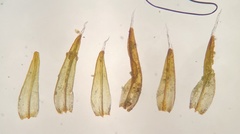 Schistidium liliputanum